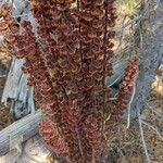 Pterospora andromedea Fruit