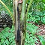Pelagodoxa henryana خشب