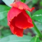 Erysimum × cheiri Floare