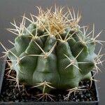 Gymnocalycium anisitsii Агульны выгляд