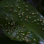 Syzygium samarangense Leaf