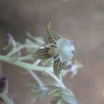 Polystachya odorata Flower