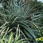 Puya chilensis Habitatea