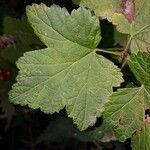 Ribes rubrum Leaf