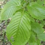 Rhamnus alpina Leaf