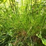 Festuca heterophylla Blatt