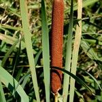 Typha latifolia Λουλούδι