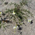 Tripleurospermum maritimum Kukka