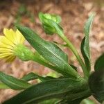 Chrysopsis mariana Flower