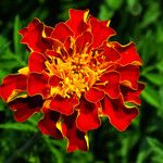 Tagetes erecta പുഷ്പം