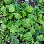 Lapsana communis 葉