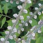 Scutellaria altissima ഫലം