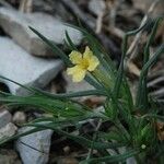 Lithospermum incisum Habitus