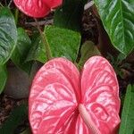 Anthurium nymphaeifolium Kvet