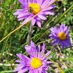 Aster alpinusKukka