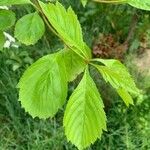 Crataegus punctata Leaf