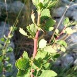 Berberis aetnensis Bark