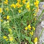 Genista sagittalis Hábito