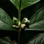 Faramea guianensis പുഷ്പം