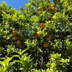 Citrus × microcarpa Fruto
