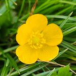 Ranunculus tuberosus Flor