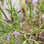 Erucaria hispanica Hoja