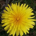 Taraxacum palustre Kwiat