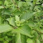 Salix aurita Folha