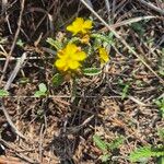 Corchorus trilocularis Flower