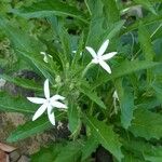 Hippobroma longiflora Агульны выгляд