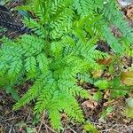 Gleditsia triacanthosপাতা