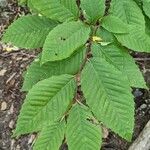 Fagus grandifoliaHoja