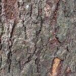 Milicia excelsa Bark
