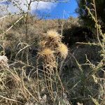 Carlina corymbosa Hábito