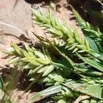 Eragrostis cilianensis ഫലം