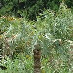 Cussonia paniculata عادت داشتن