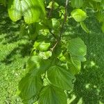 Tilia × europaea Folha