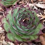 Sempervivum tectorum Leaf