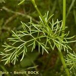 Seseli peucedanoides Otro