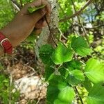 Betula populifolia পাতা