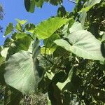 Ficus abutilifolia Blatt