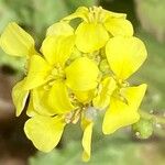 Rapistrum rugosum फूल