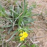 Lithospermum incisum Habitus