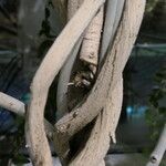 Argyreia nervosa 樹皮