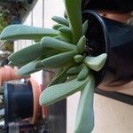 Cheiridopsis denticulata Hoja