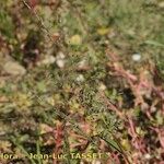 Eragrostis virescens ফুল