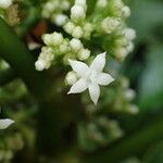 Notopleura discolor Flower