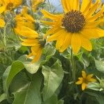 Wyethia sagittata Flower