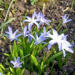 Scilla luciliae Natur