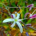 Chlorogalum pomeridianum Flower